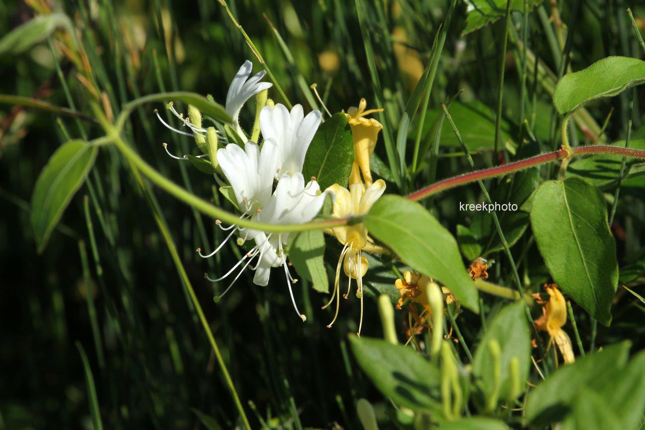 Lonicera periclymenum