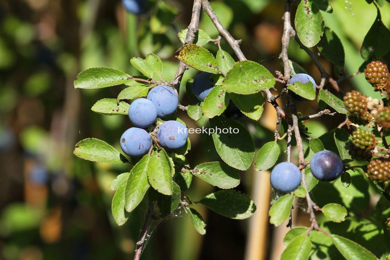 Prunus spinosa