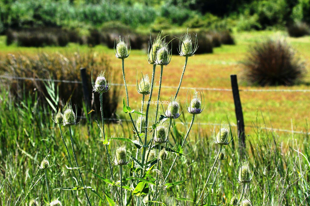 Dipsacus fullonum