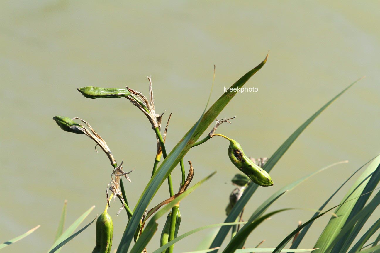 Iris pseudacorus