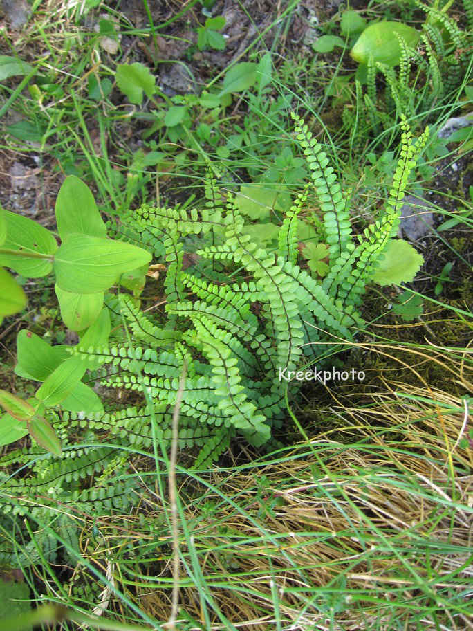 Asplenium trichomanes