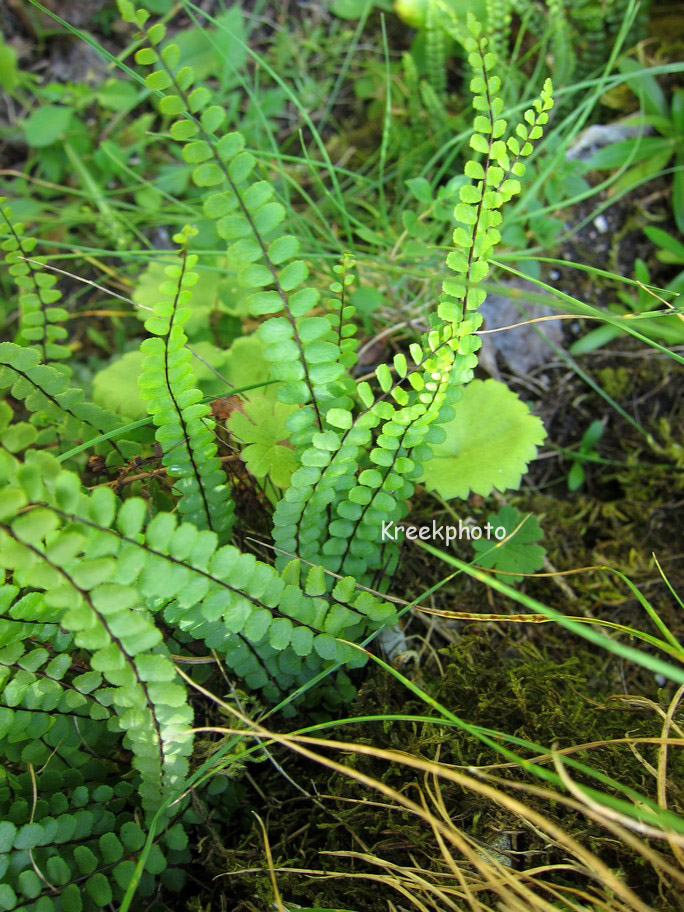 Asplenium trichomanes