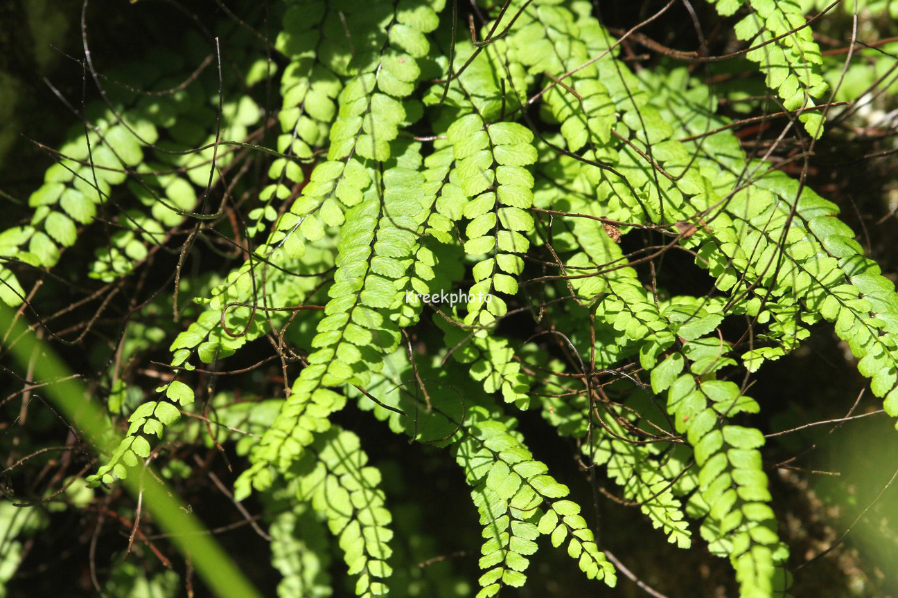 Asplenium trichomanes