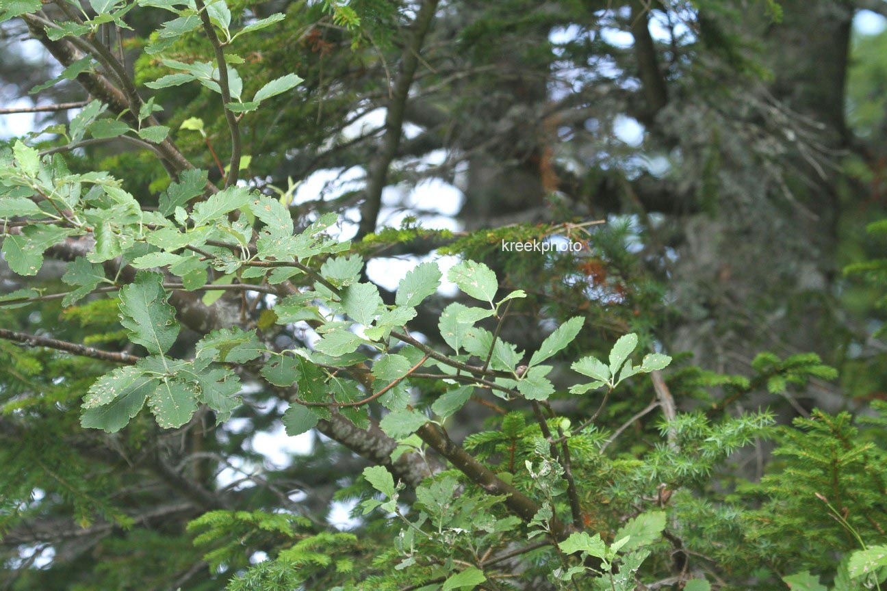 Sedum sexangulare