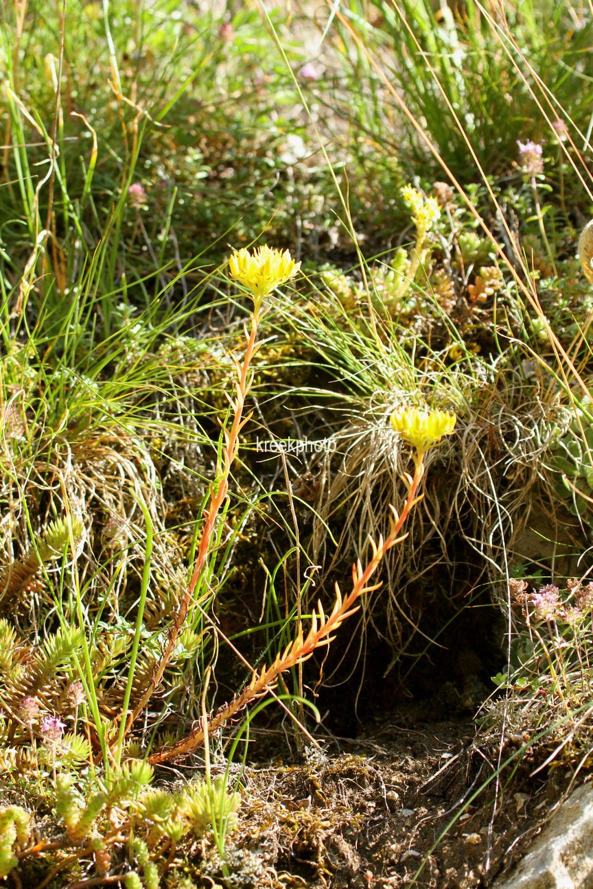 Sedum reflexum