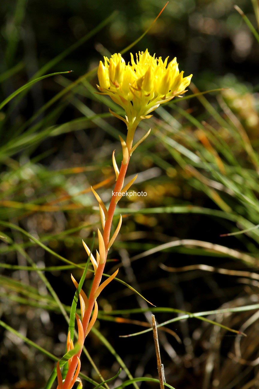 Sedum reflexum