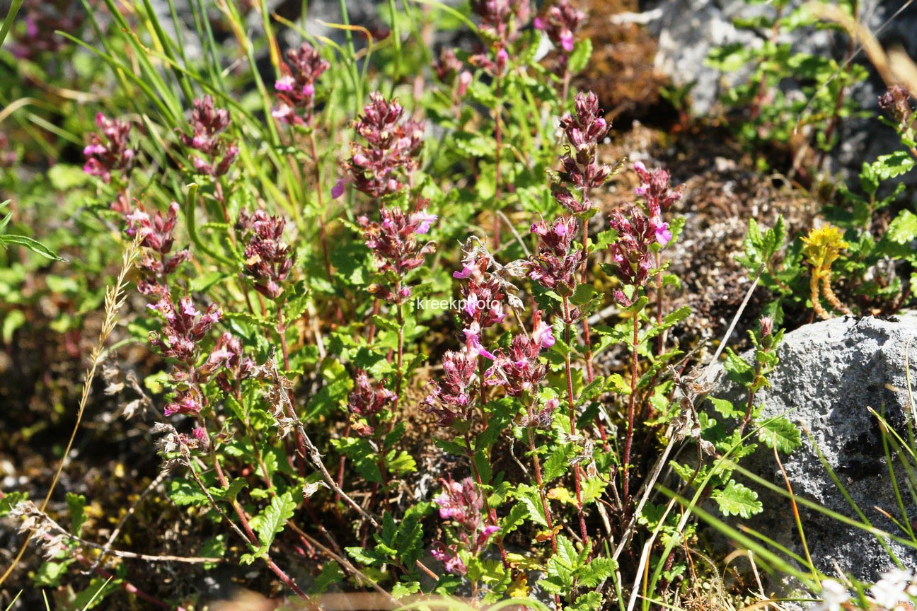 Teucrium chamaedrys