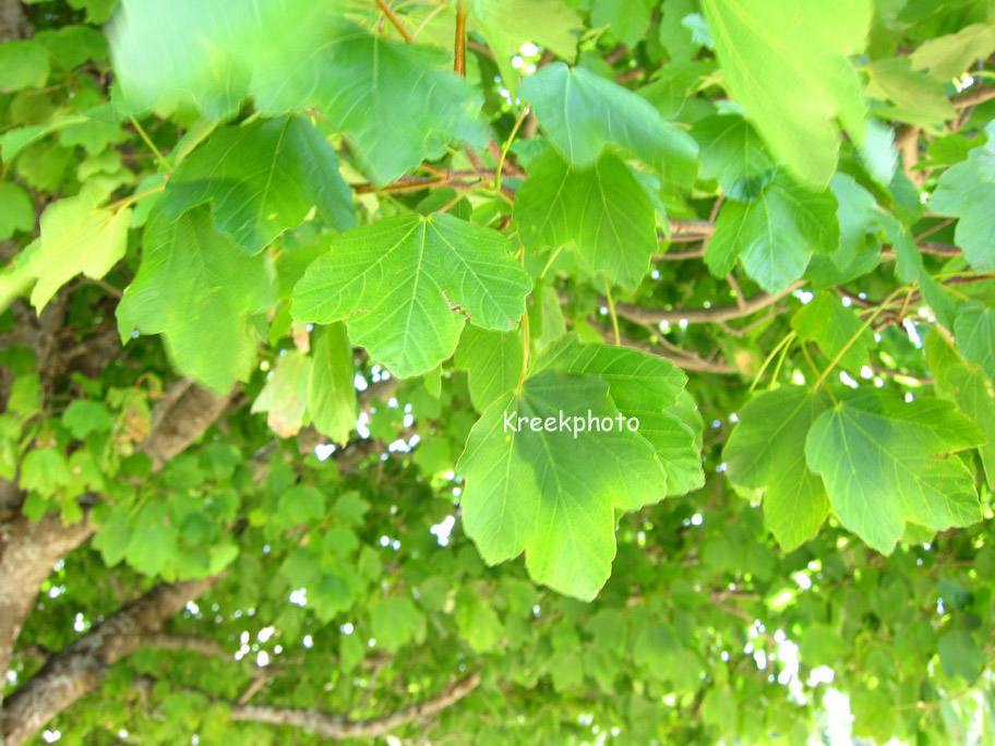 Acer opalus