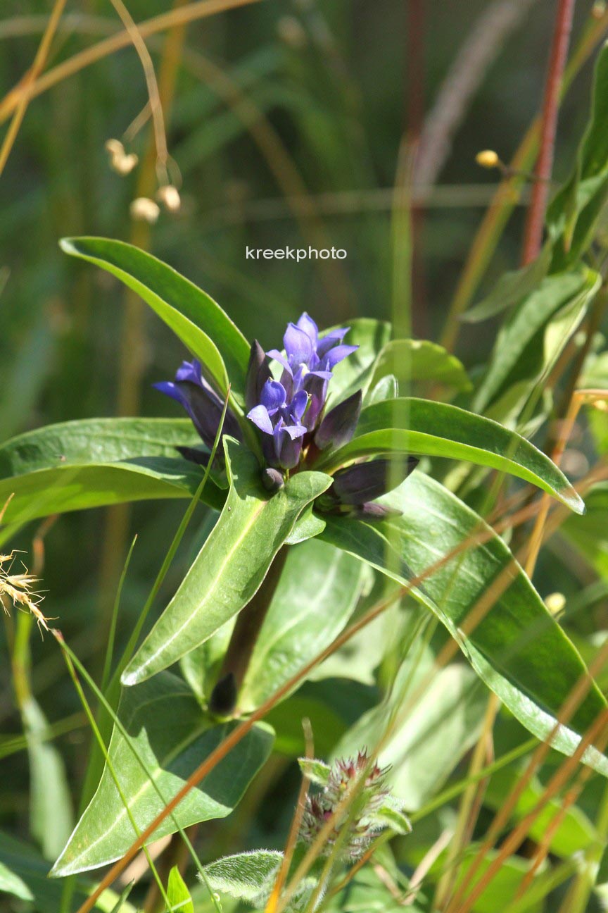 Gentiana cruciata