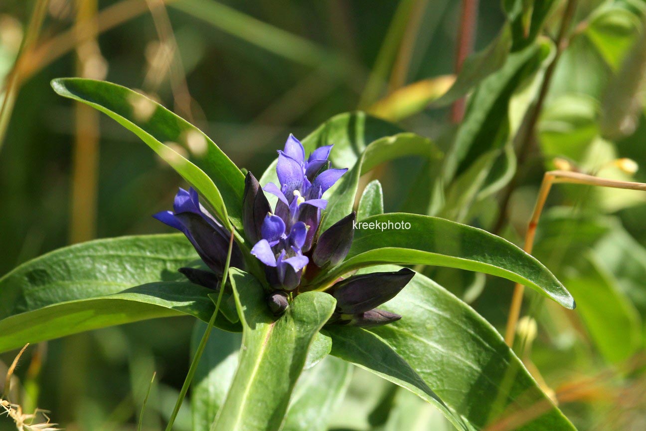 Gentiana cruciata