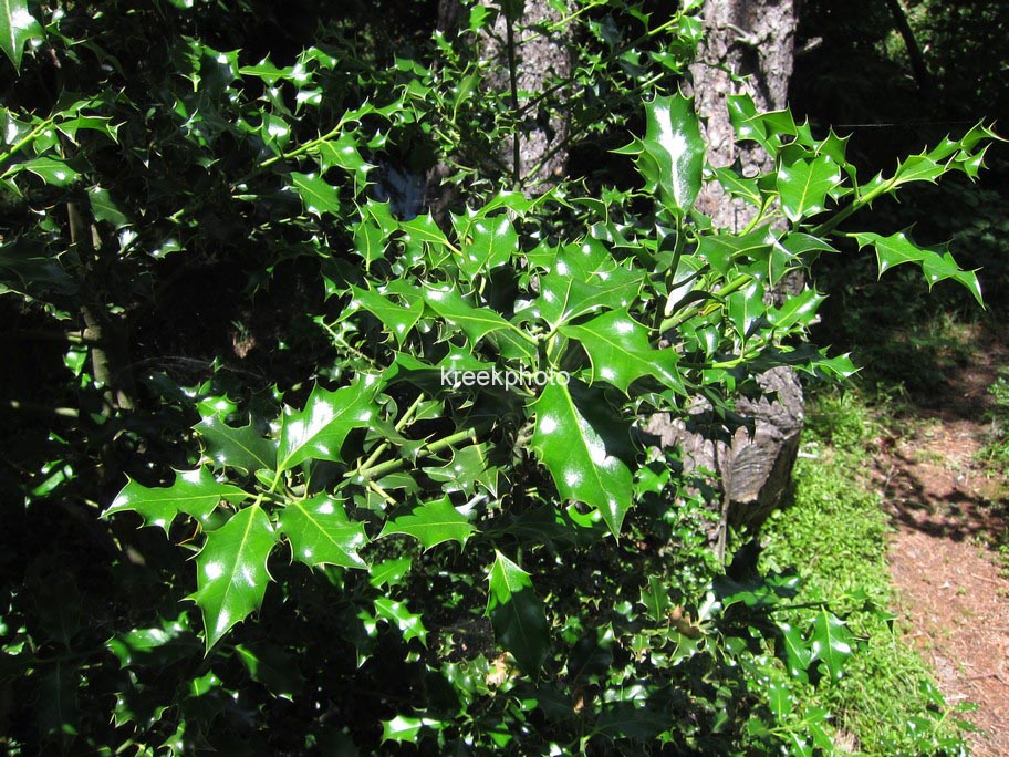 Ilex aquifolium