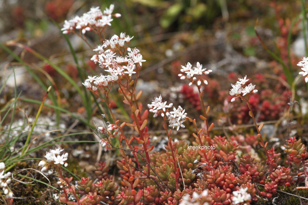 Sedum album