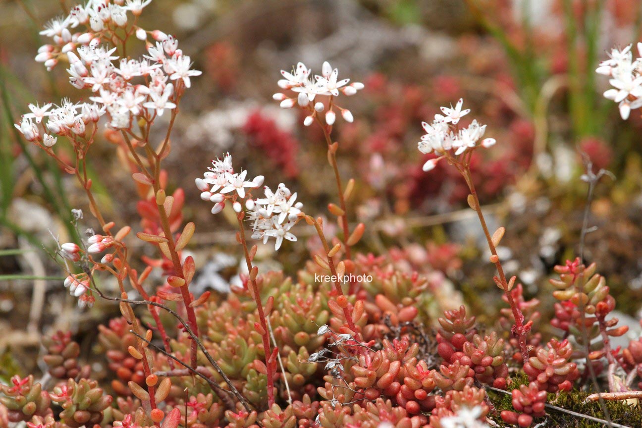 Sedum album