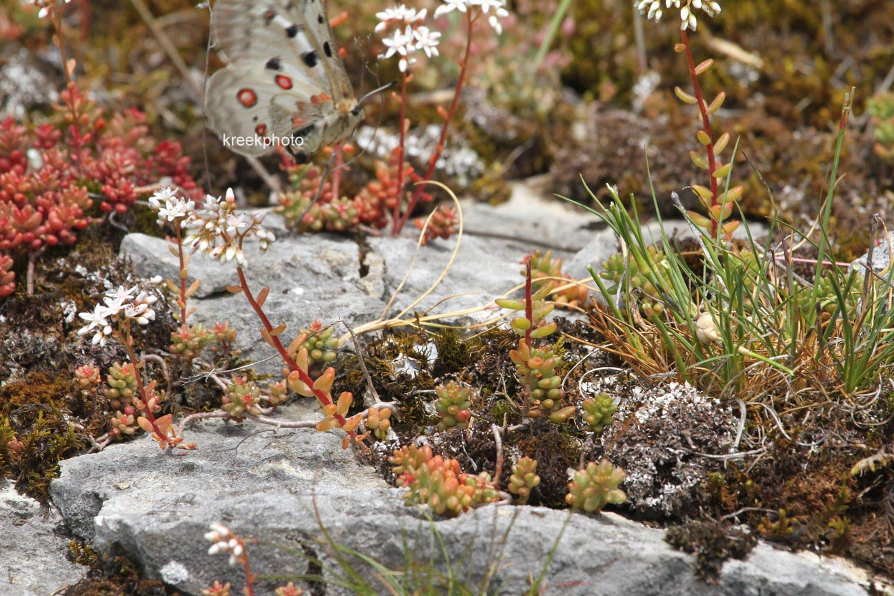 Sedum album