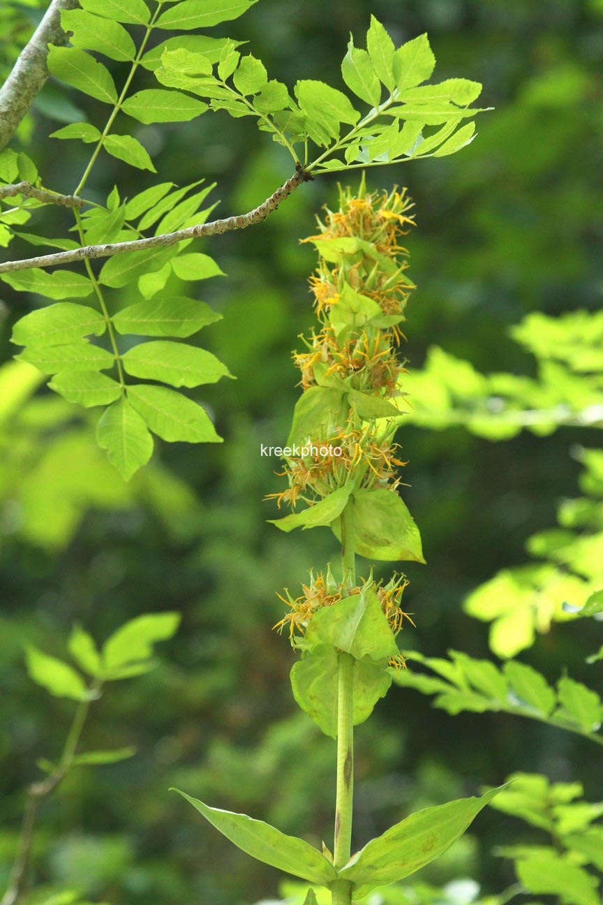 Gentiana lutea