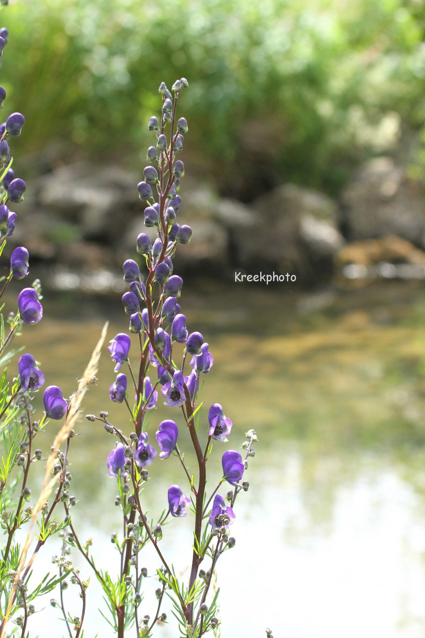 Aconitum napellus