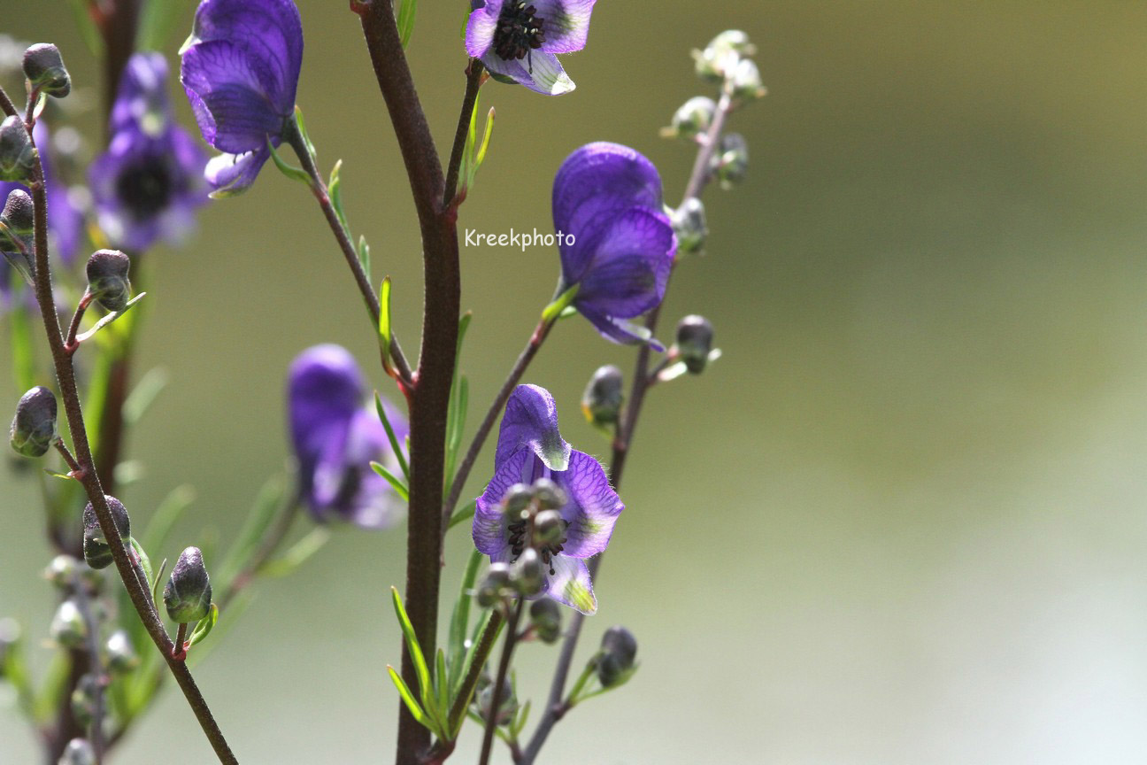 Aconitum napellus