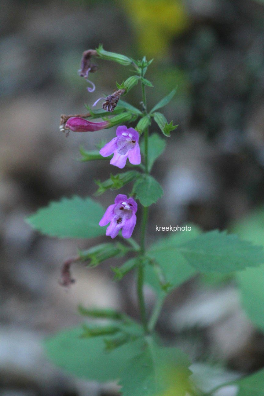 Calamintha grandiflora