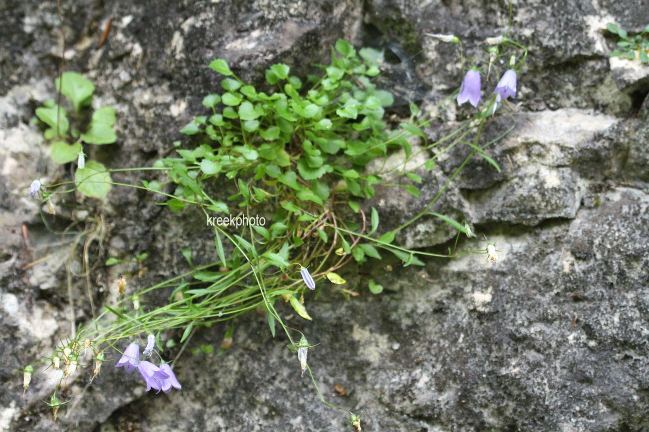 Campanula cochleariifolia