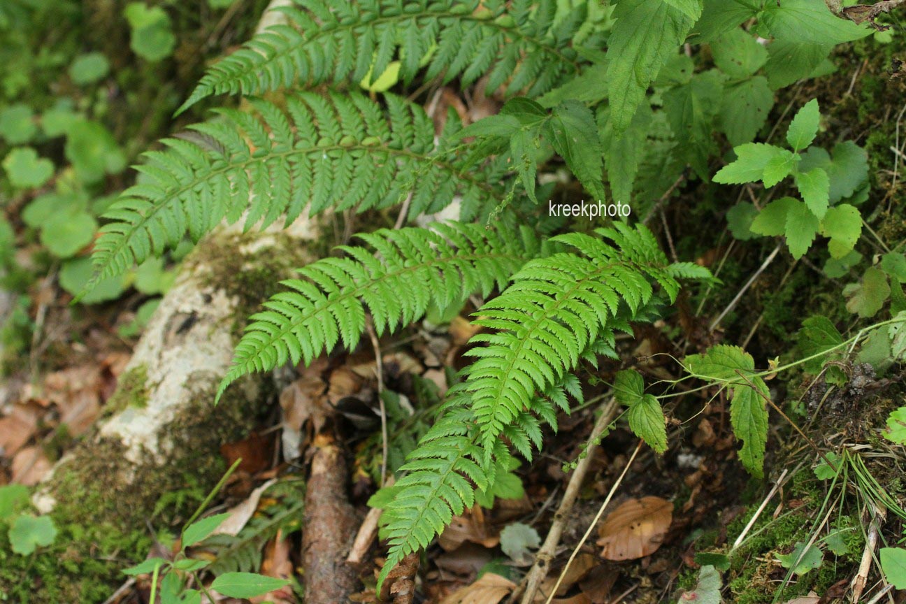 Polystichum aculeatum