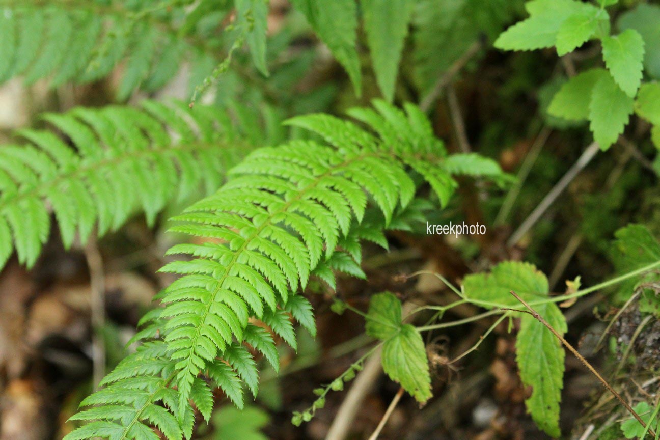 Polystichum aculeatum