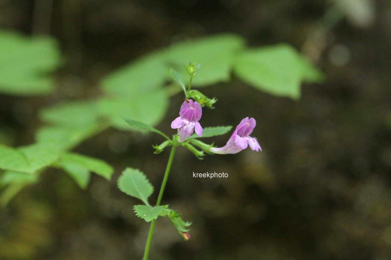 Calamintha grandiflora