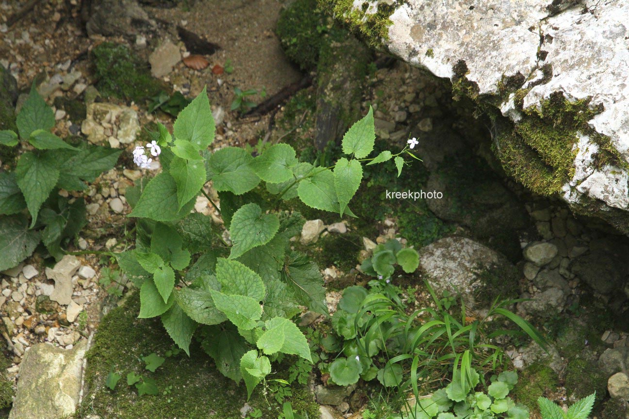 Lunaria rediviva