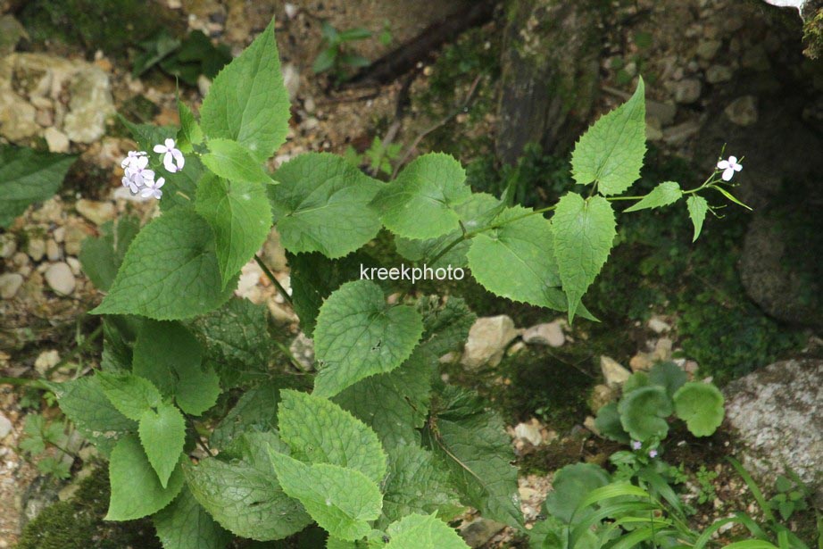 Lunaria rediviva