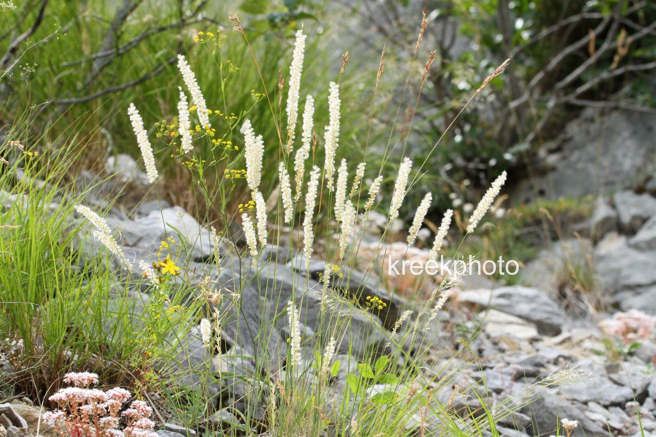 Melica ciliata