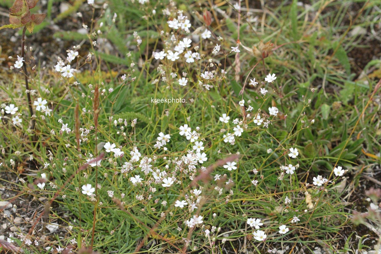 Gypsophila repens