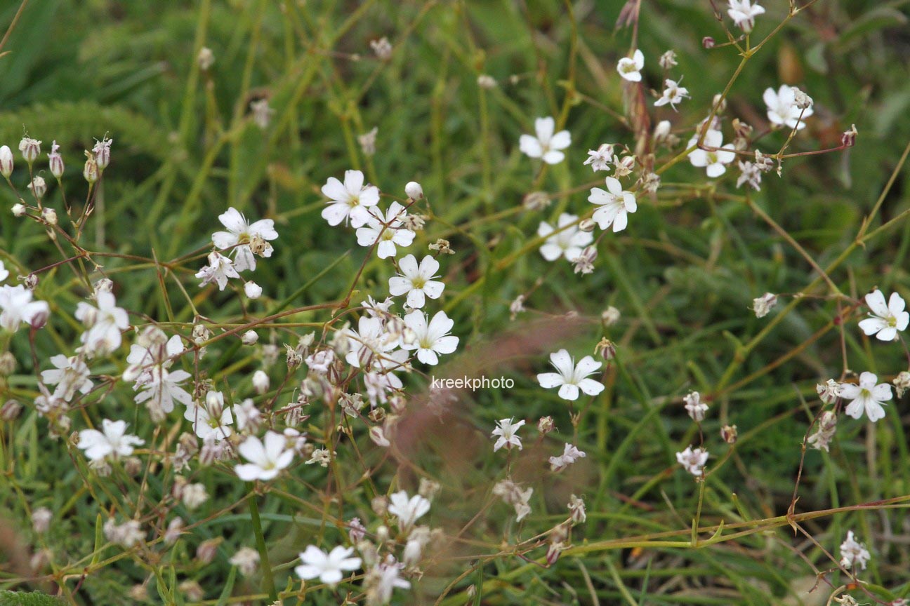 Gypsophila repens