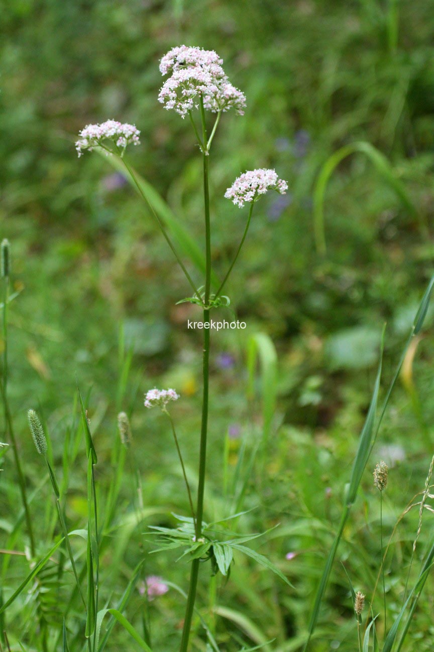 Valeriana officinalis