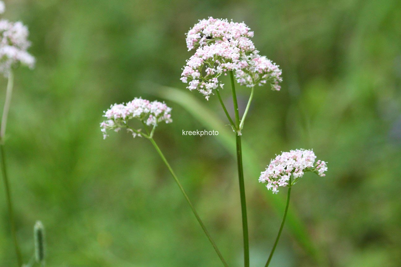 Valeriana officinalis