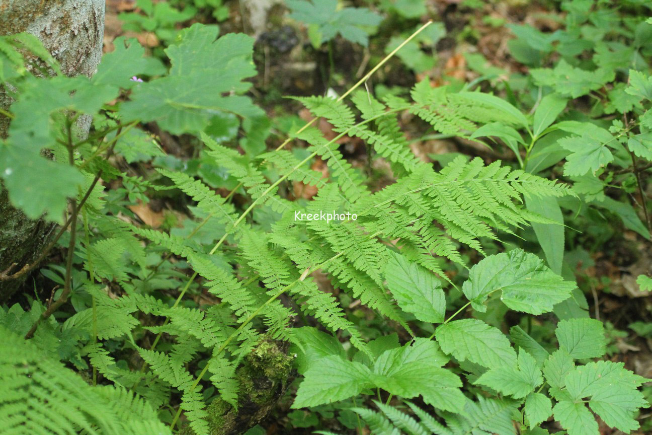 Athyrium filix-femina