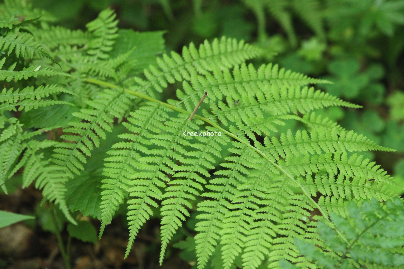 Athyrium filix-femina