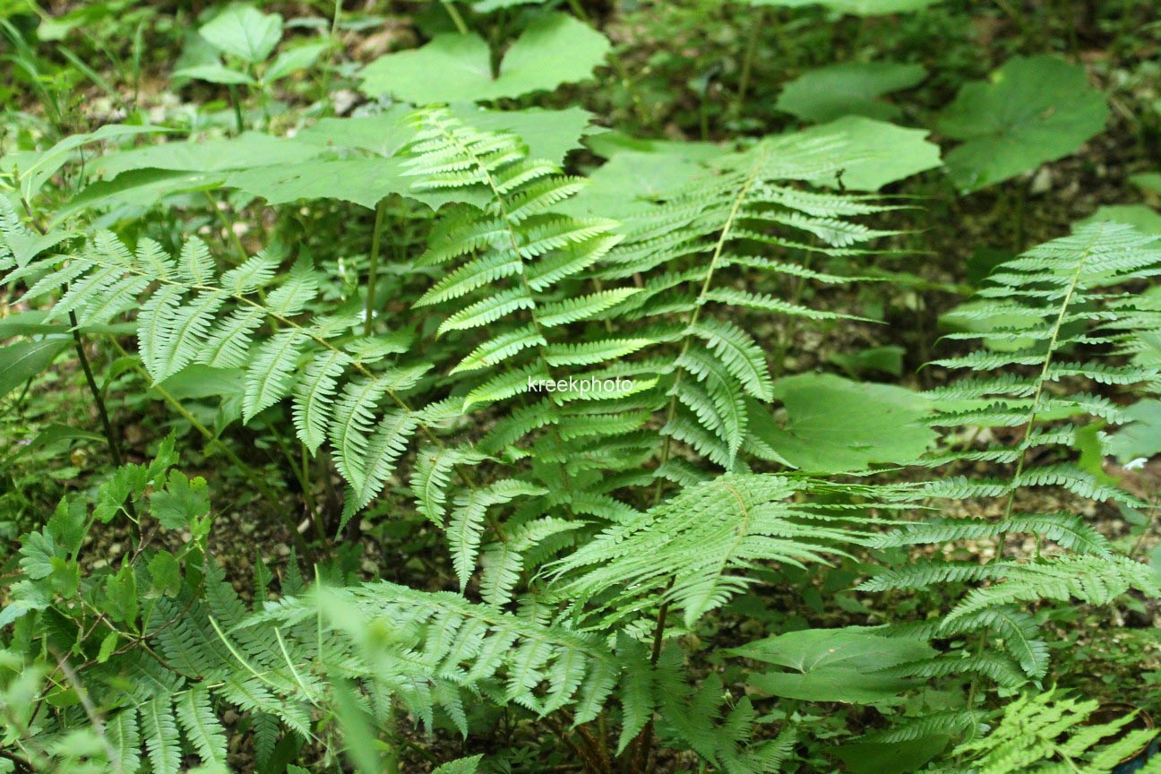 Dryopteris filix-mas