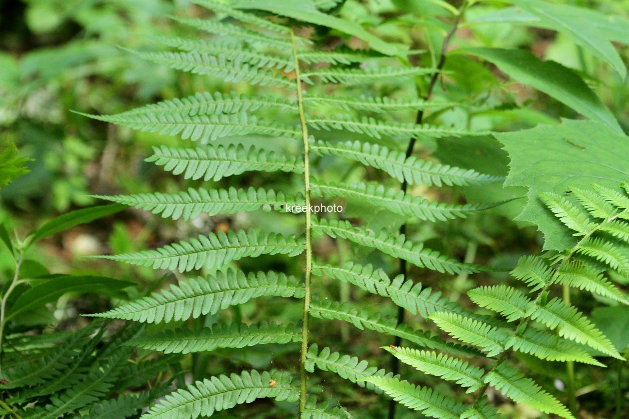 Dryopteris filix-mas