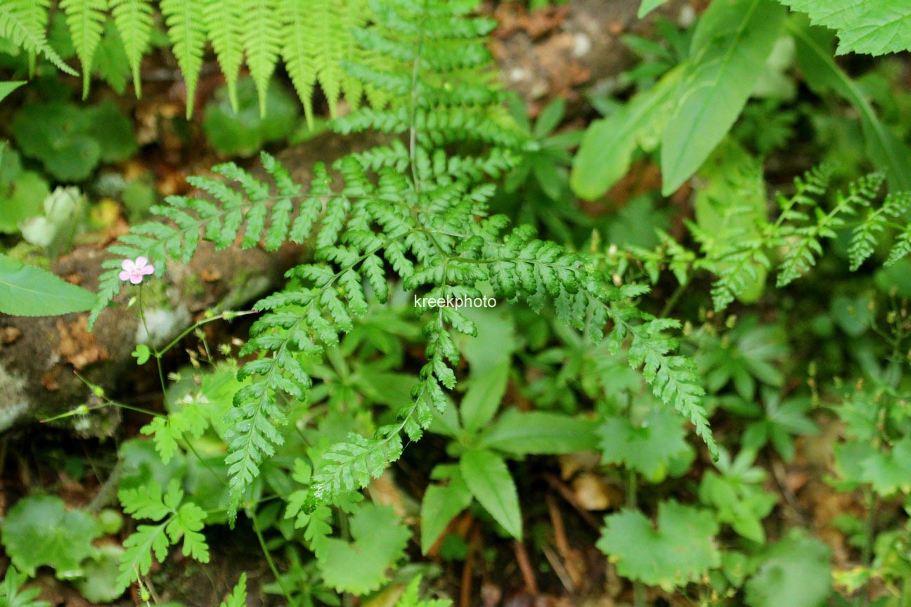 Dryopteris dilatata