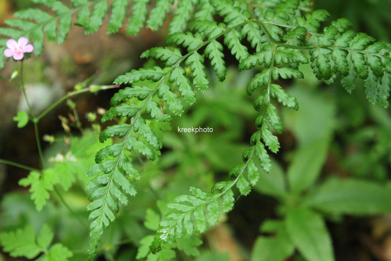 Dryopteris dilatata