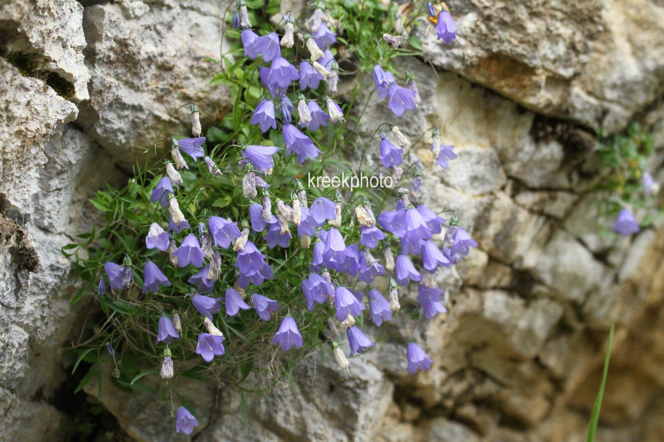 Campanula cochleariifolia