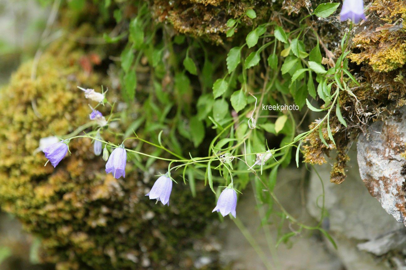 Campanula cochleariifolia