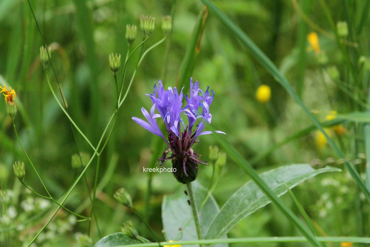 Centaurea montana