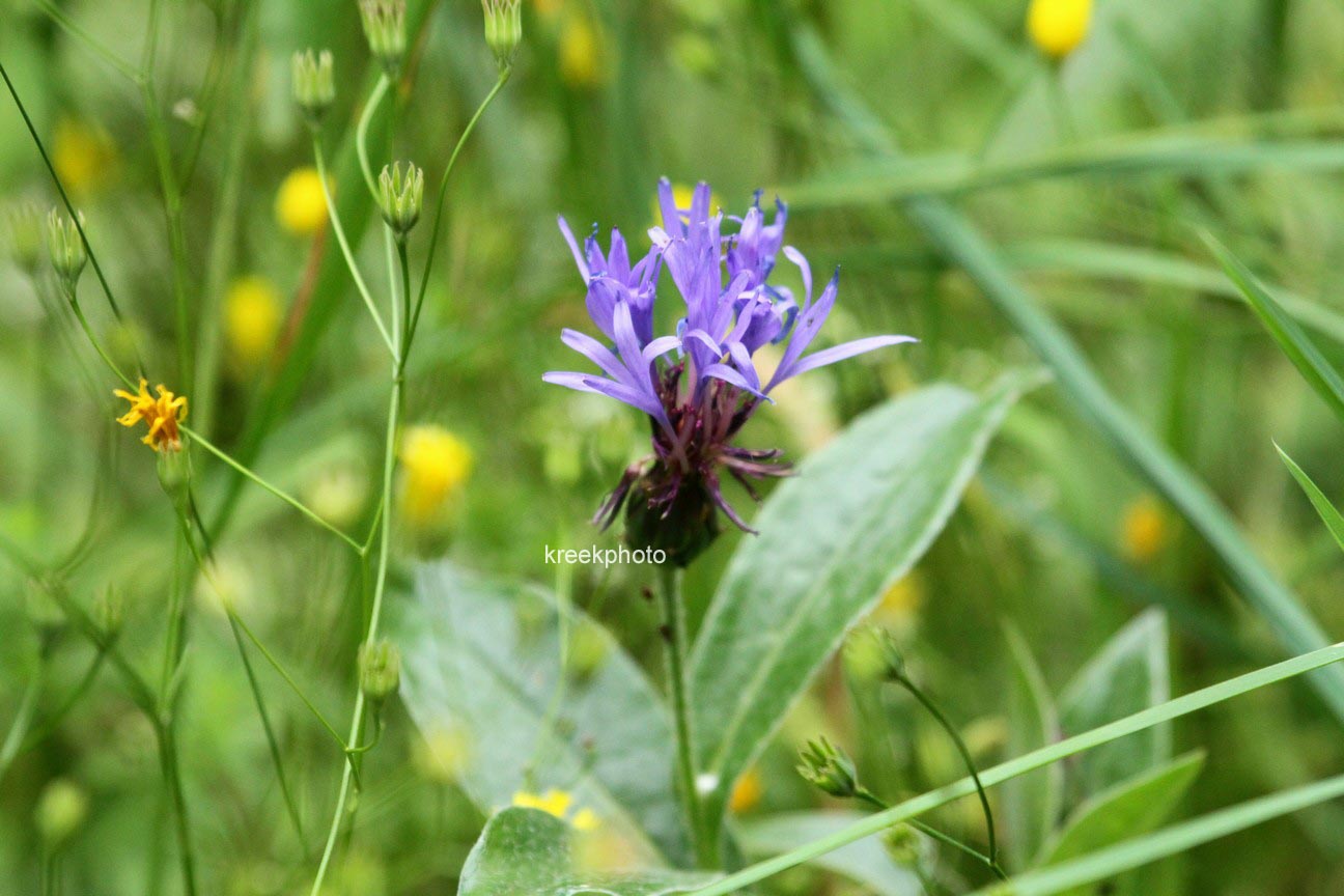 Centaurea montana