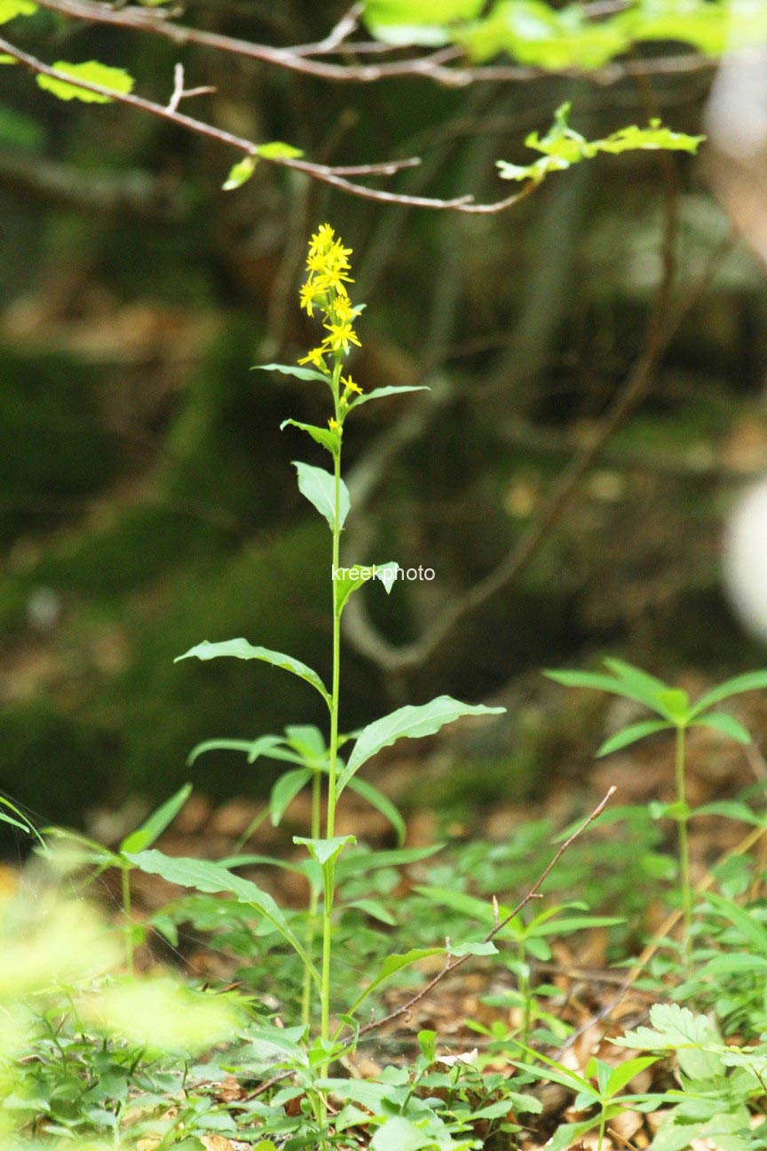 Solidago virgaurea