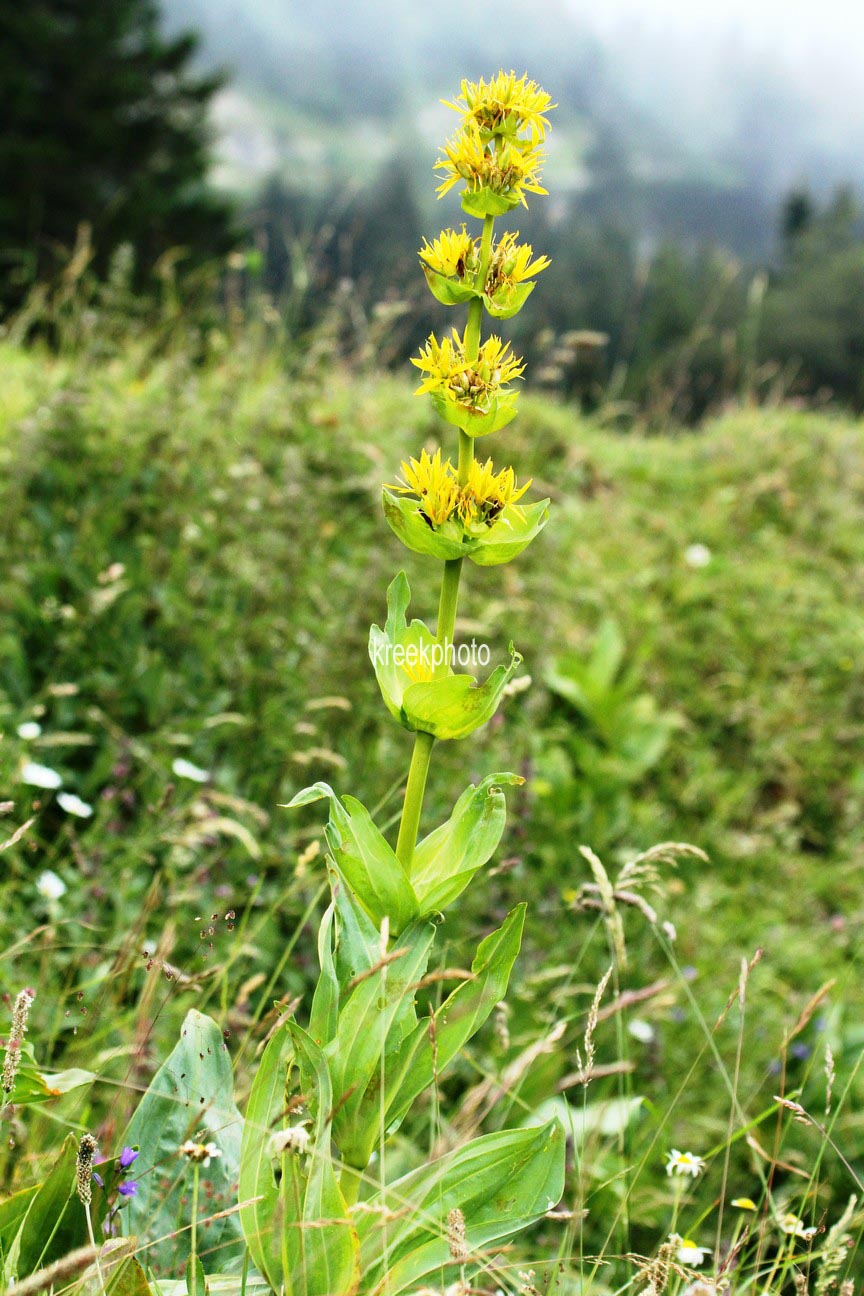 Gentiana lutea