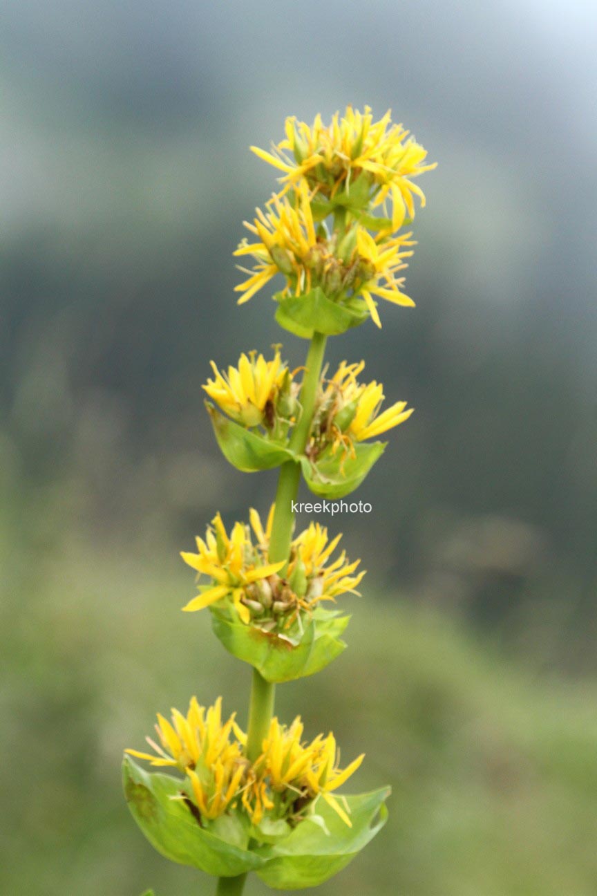 Gentiana lutea