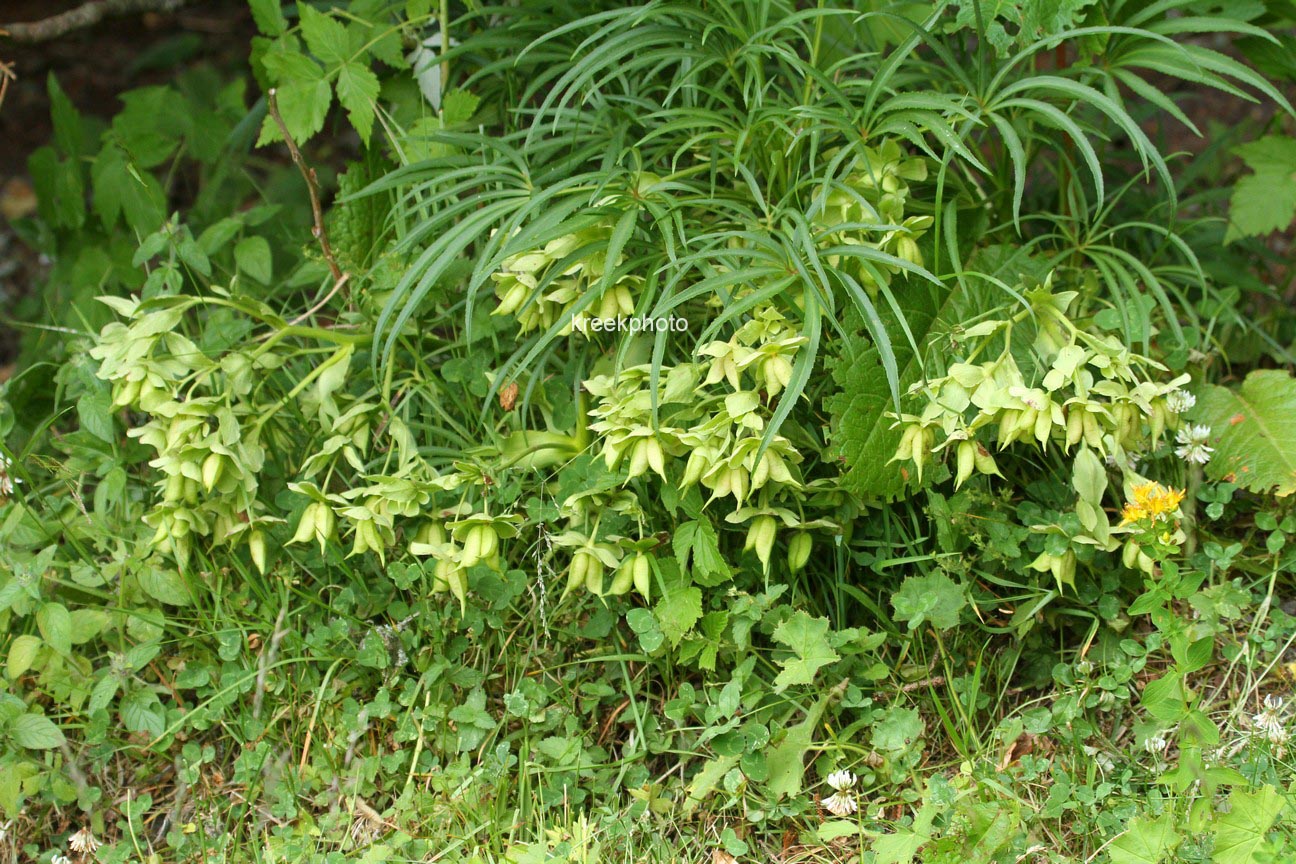 Helleborus foetidus