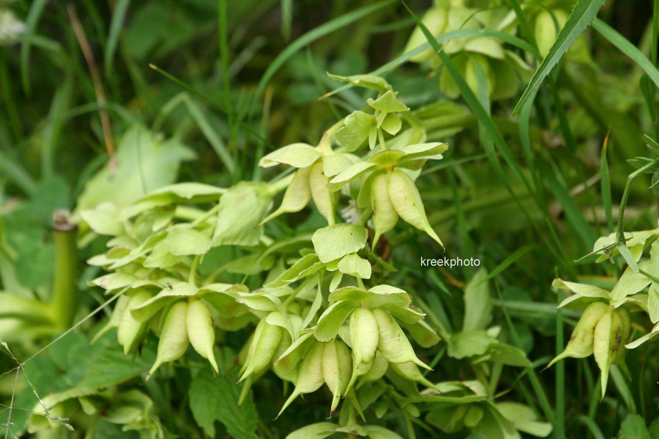 Helleborus foetidus