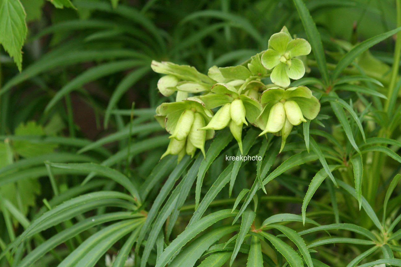 Helleborus foetidus