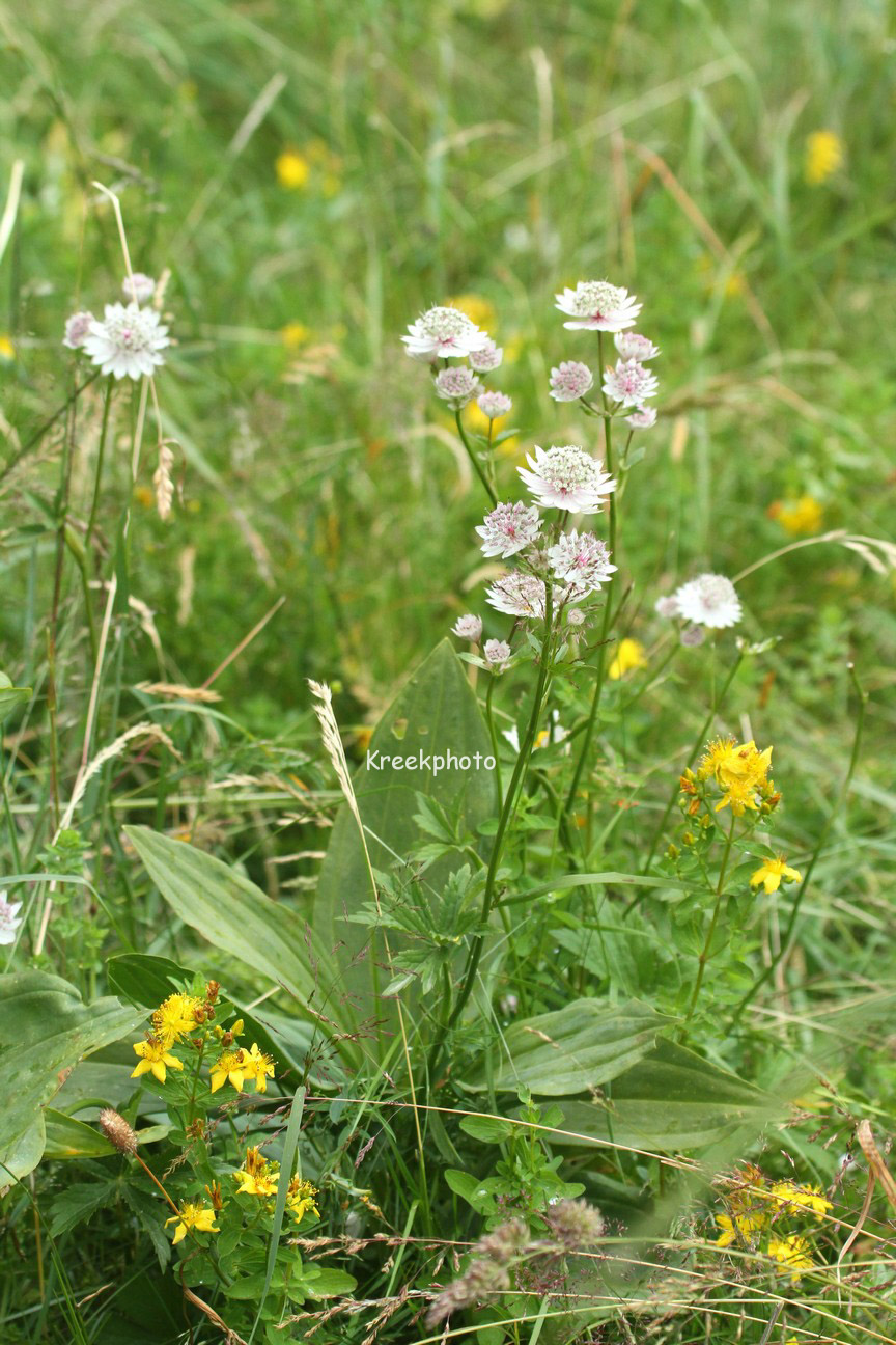 Astrantia major